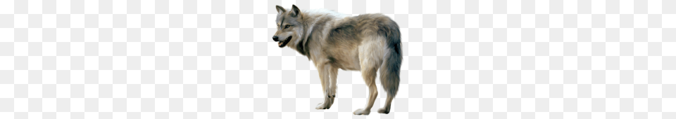 Wolves, Animal, Canine, Dog, Mammal Free Png Download