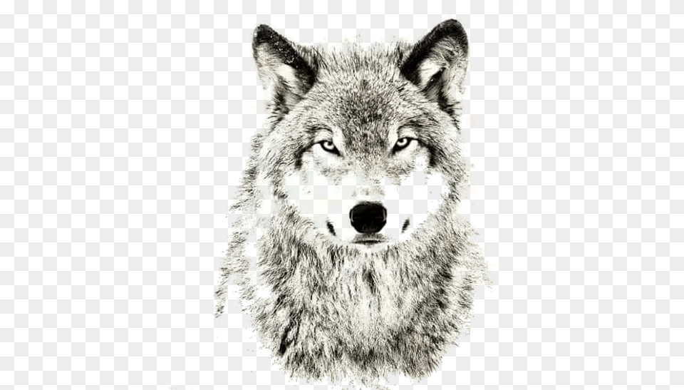 Wolves Don T Lose Sleep Over Opinions, Animal, Mammal, Wolf, Canine Free Png