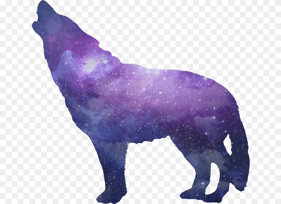 Wolves Transparent Tumblr Picture Wolf, Nature, Night, Outdoors, Animal Png