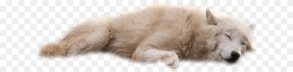 Wolves White Background Transparent White Wolf Laying Down, Animal, Canine, Dog, Mammal Free Png Download