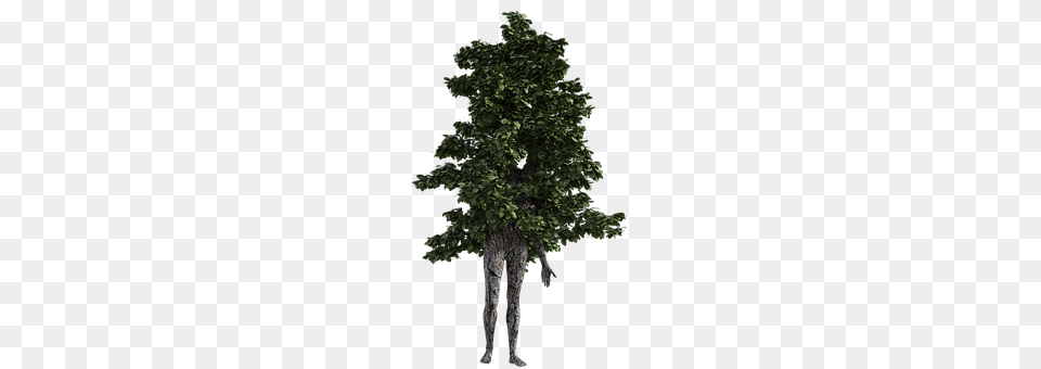 Woman Conifer, Plant, Potted Plant, Tree Free Png