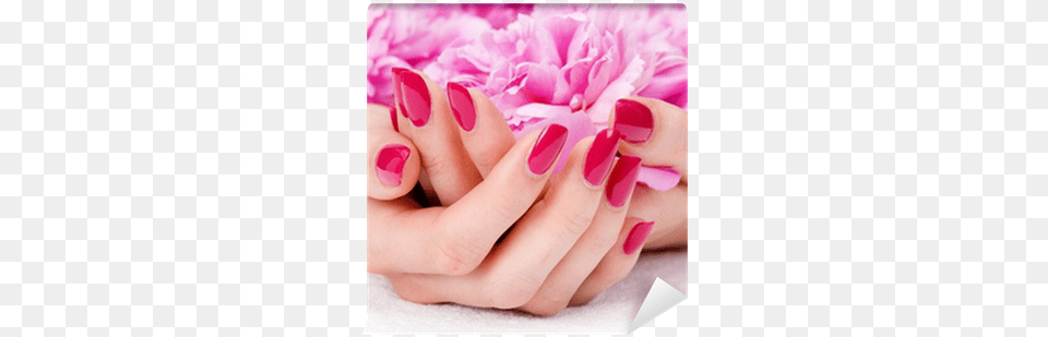 Woman Cupped Hands With Manicure Holding A Pink Flower Classic Manicure And Pedicure, Body Part, Hand, Nail, Person Free Png Download