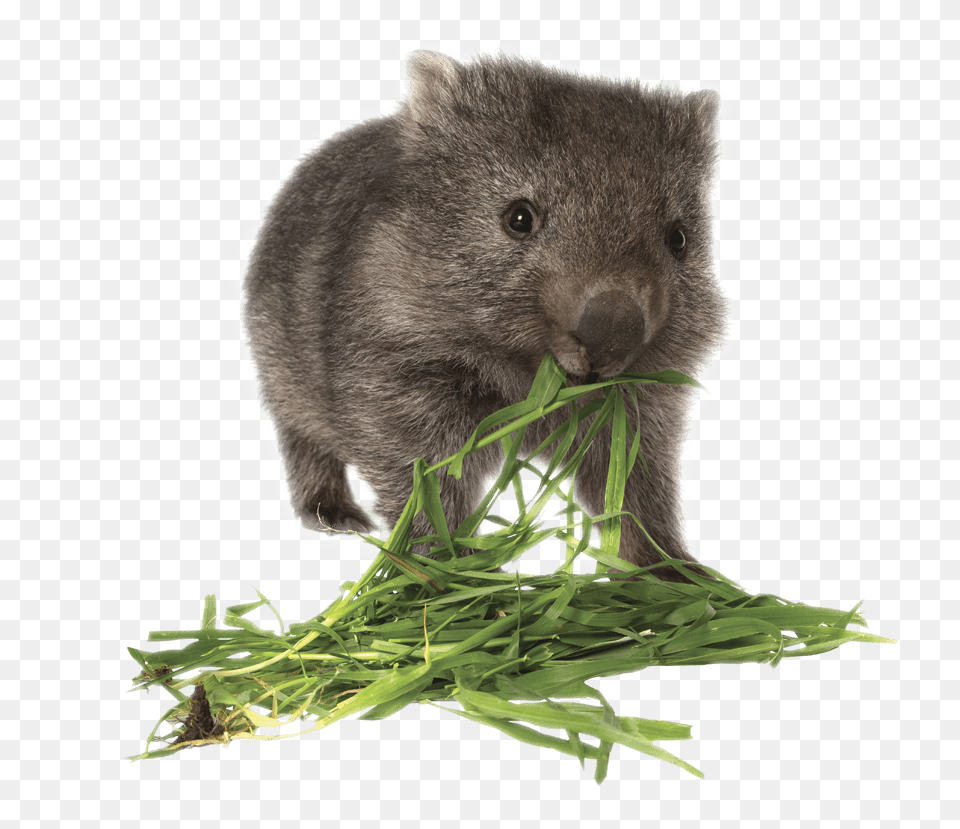 Wombat Eating Grass, Animal, Bear, Mammal, Wildlife Free Png Download