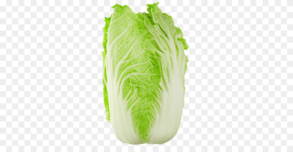Wombok Chinese Cabbage, Food, Leafy Green Vegetable, Plant, Produce Png