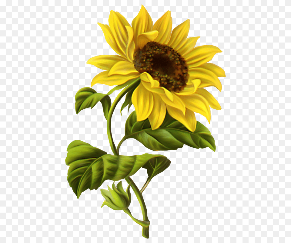 Wonderful Grass Border No Background Study Room Small Room, Flower, Plant, Sunflower Free Transparent Png