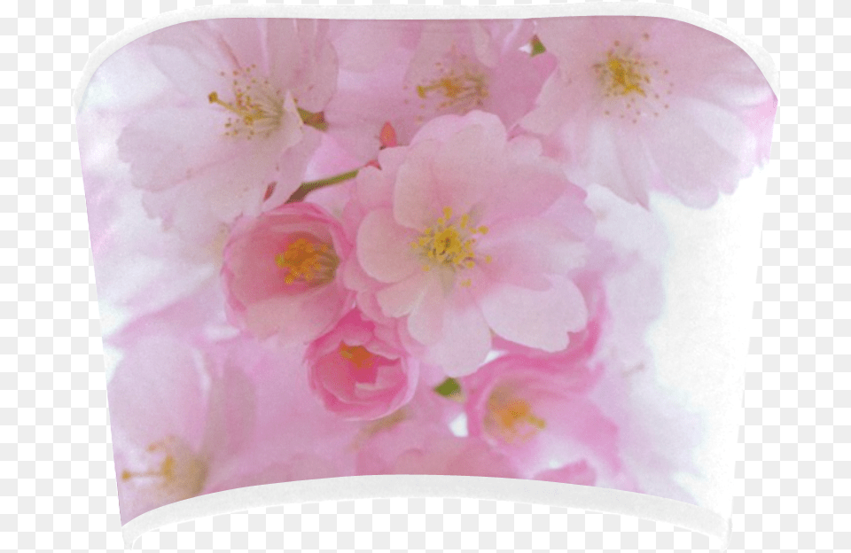 Wonderful Pink Japanese Cherry Tree Blossoms Bandeau Cherry Blossom, Flower, Plant, Petal, Cherry Blossom Png