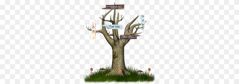 Wonderland Plant, Tree, Cross, Symbol Free Png