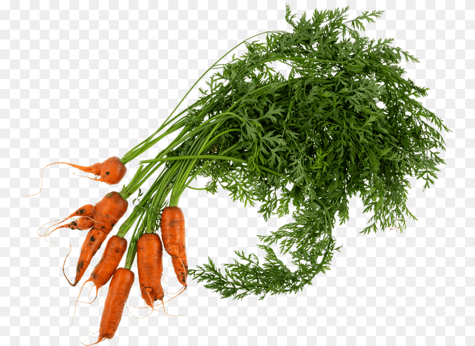 Wonky Carrot Carrots Plant, Food, Produce, Vegetable Free Transparent Png