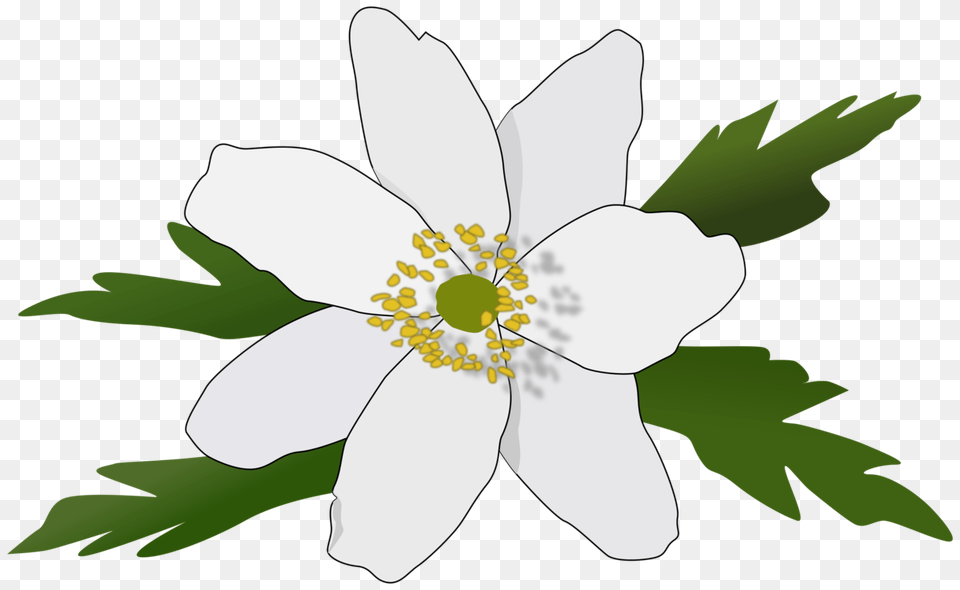 Wood Anemone Canada Anemone Anemone Piperi Anemone Fulgens Drawing, Pollen, Plant, Flower, Anther Free Png Download