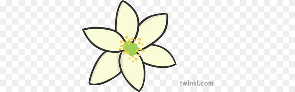 Wood Anemone Illustration Twinkl Ixia, Anther, Daisy, Flower, Plant Free Png