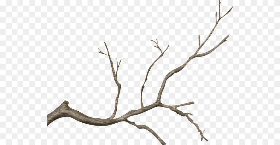 Wood Branch Clip Art Library Tree Branch Plant, Antler Free Transparent Png