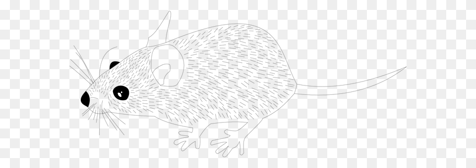 Wood Mouse Gray Free Transparent Png