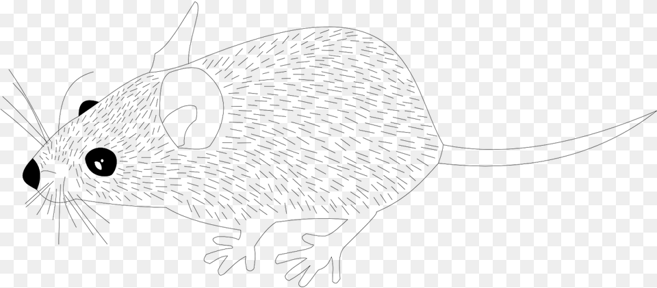 Wood Mouse Animal Mouse Rat Image Line Art, Gray, Lighting Free Transparent Png
