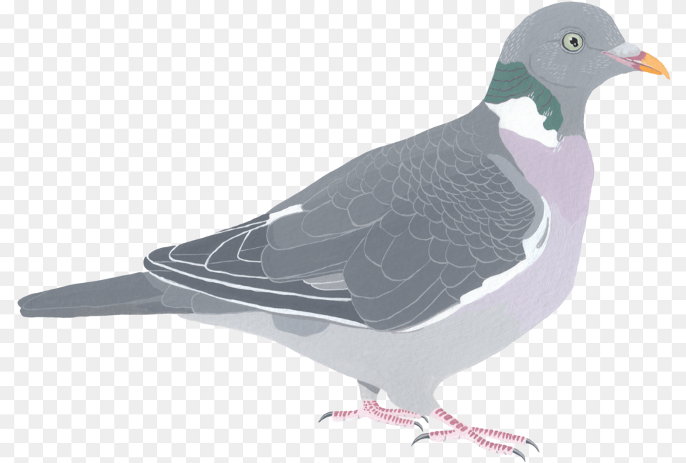 Wood Pigeon, Animal, Bird, Dove Free Png