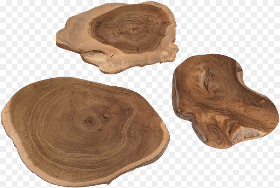 Wood Scape Slice, Plant, Tree, Accessories, Jewelry Png