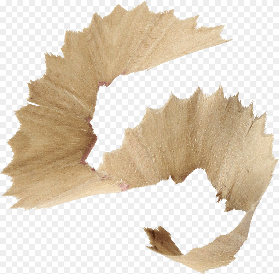 Wood Shavings Pencil Shavings Transparent Background, Leaf, Plant, Tree, Oak Png Image