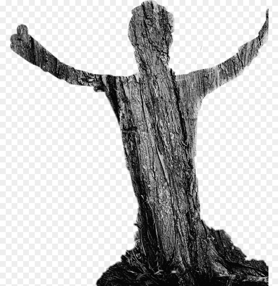 Wood Tecture Shadow Man Treeshadow Monochrome, Plant, Tree, Tree Stump, Tree Trunk Png Image