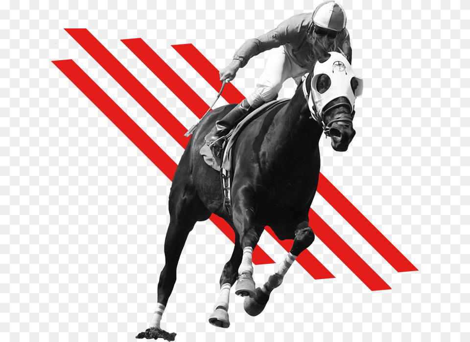 Woodbine Events 2018 Recap Horse Racing Transparent Clip Art, Animal, Equestrian, Person, People Png