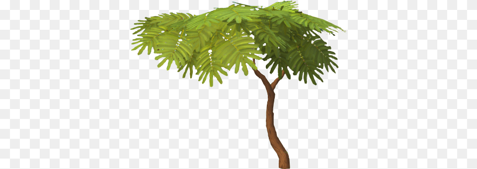 Woodcutting Runescape Guide Runehq Fern, Vegetation, Tree, Plant, Leaf Free Png Download