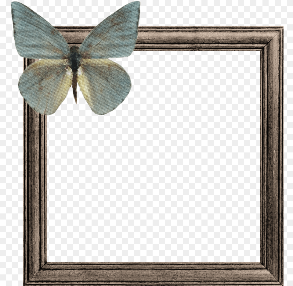 Wooden Frame Frames Butterfly Brown Green Border Picture Frame, Animal, Insect, Invertebrate Png