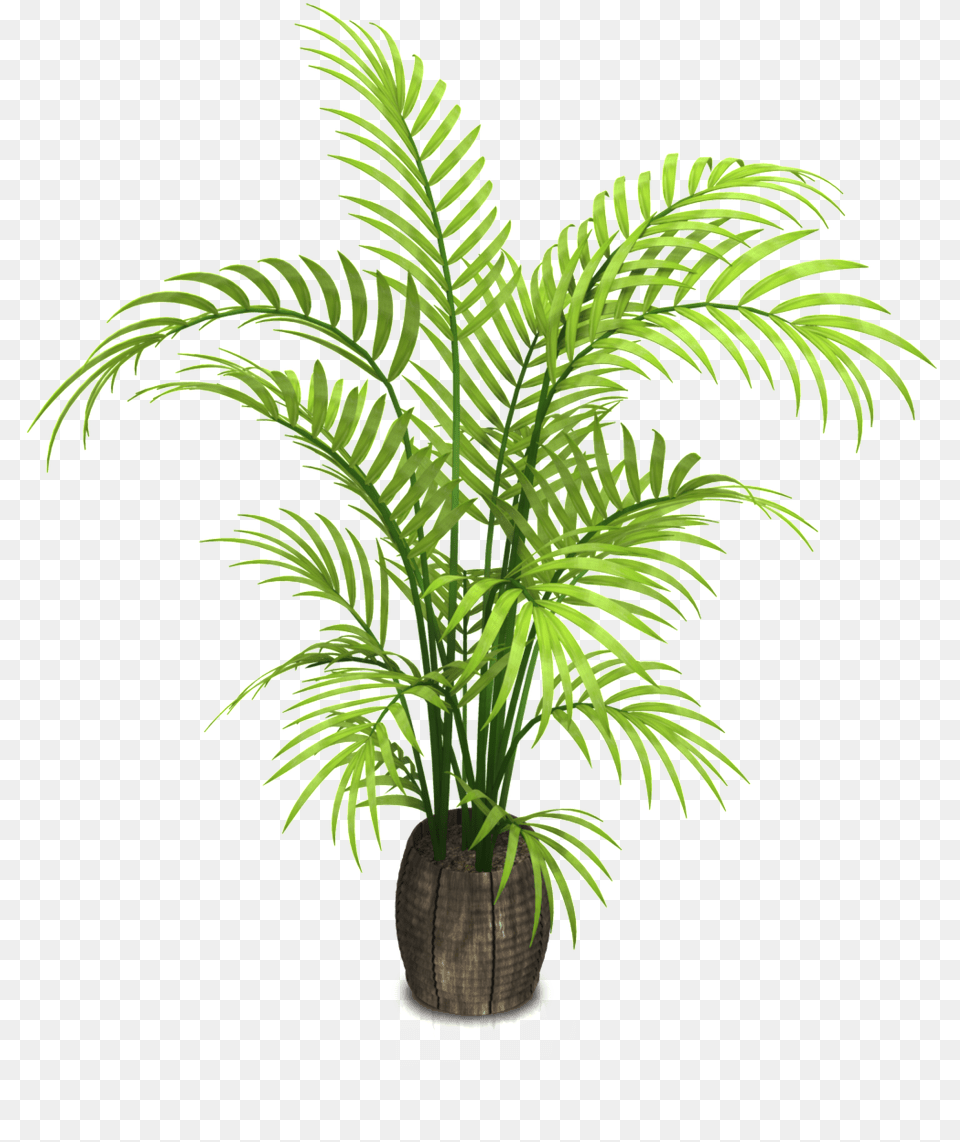 Woodgrain Mimoscartoon Transparent Transparent Background Potted Plant, Fern, Leaf, Palm Tree, Tree Free Png