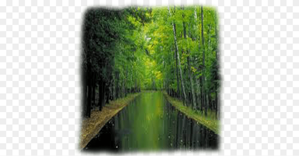 Woodland Water Banner Background Images Reflection, Canal, Vegetation, Tree, Towpath Png Image
