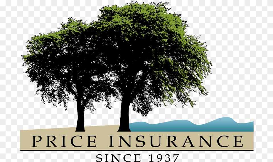 Woodlands Sponsors Tree Roots Drawing, Oak, Plant, Sycamore, Vegetation Free Transparent Png