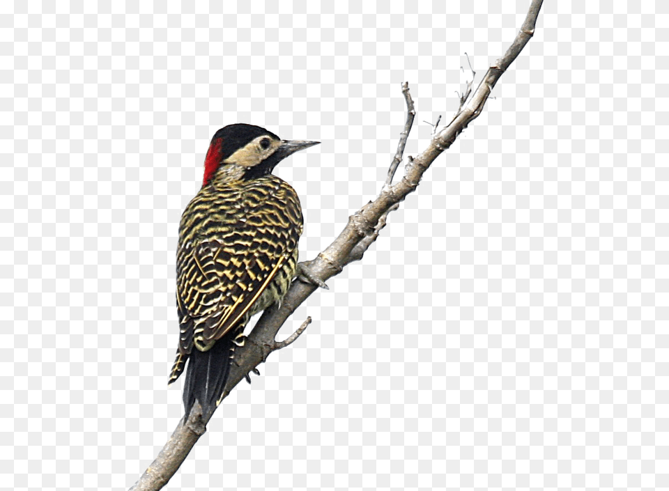 Woodpecker, Animal, Bird Png Image