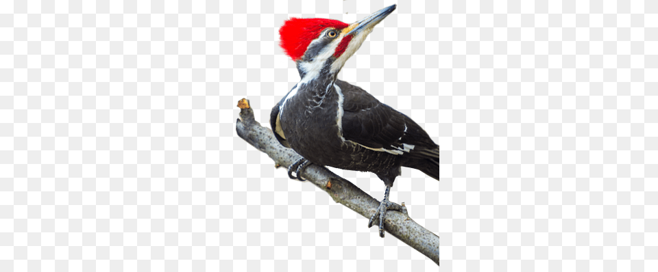 Woodpecker, Animal, Beak, Bird Png Image