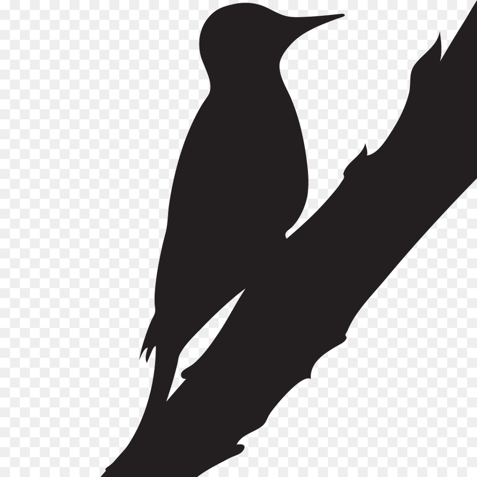 Woodpecker, Silhouette, Animal, Bird, Blackbird Free Png Download