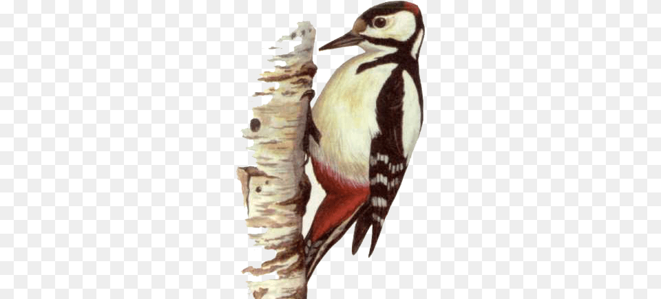 Woodpecker, Animal, Bird, Person Png Image