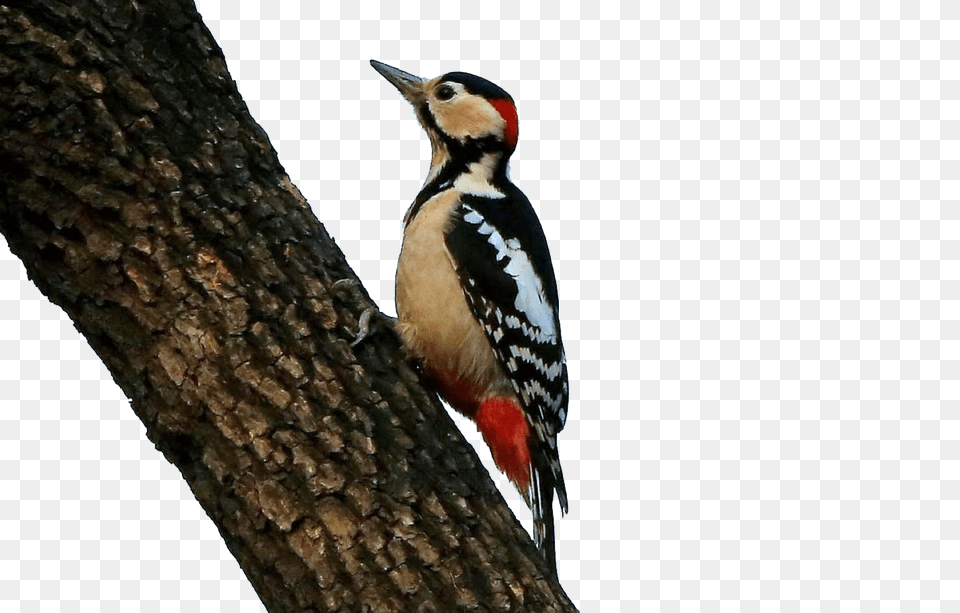 Woodpecker, Animal, Bird Free Png Download