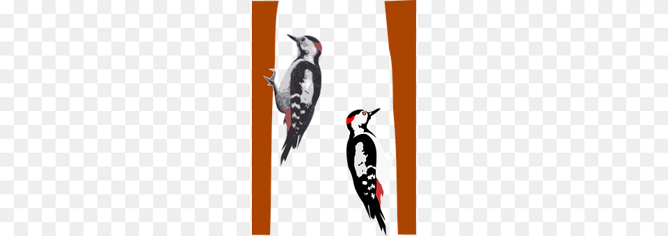 Woodpecker Animal, Bird, Person, Blade Free Png