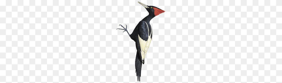 Woodpecker, Animal, Bird, Beak Png Image