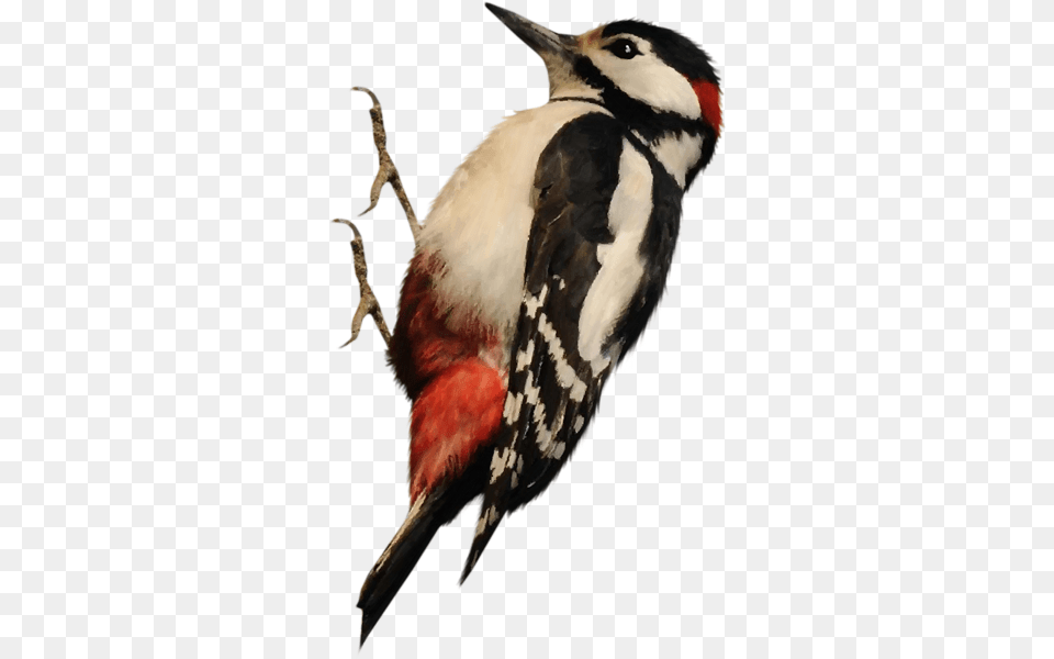 Woodpecker, Animal, Bird Png