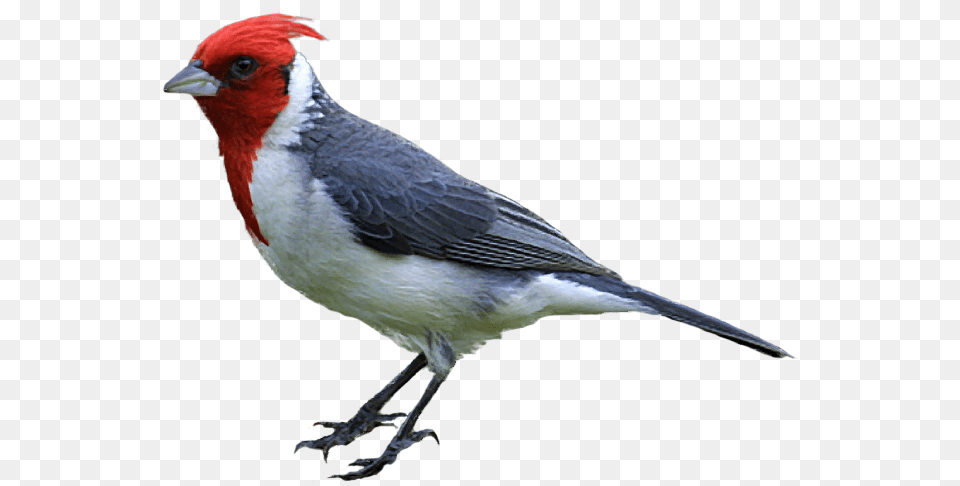 Woodpecker, Animal, Beak, Bird, Finch Free Transparent Png