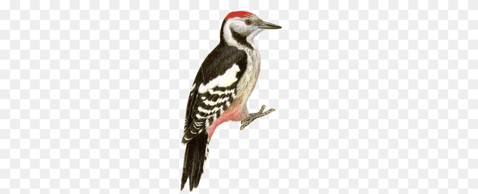 Woodpecker, Animal, Bird Png
