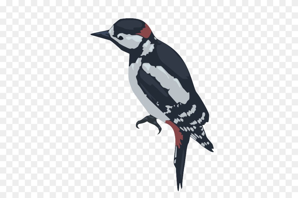 Woodpecker, Animal, Bird, Beak, Person Png Image