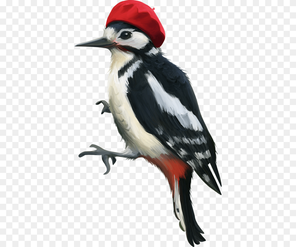 Woodpecker, Animal, Bird, Beak Png