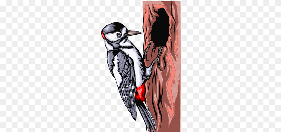 Woodpecker, Animal, Beak, Bird, Adult Png Image