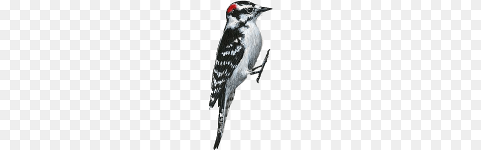 Woodpecker, Animal, Bird Free Png Download