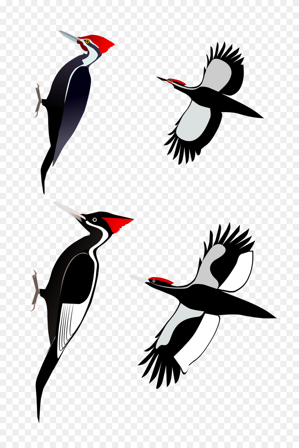 Woodpecker, Animal, Bird Png