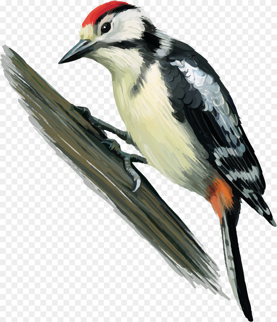 Woodpecker, Animal, Bird, Fish, Sea Life Png