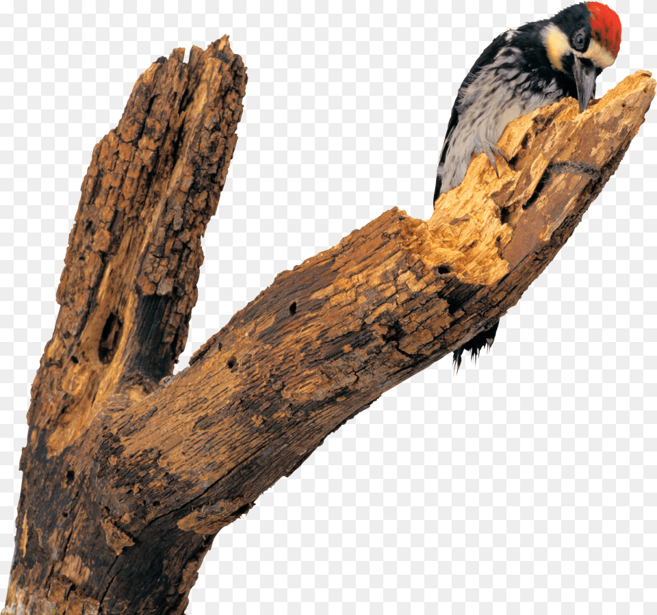 Woodpecker Free Transparent Png