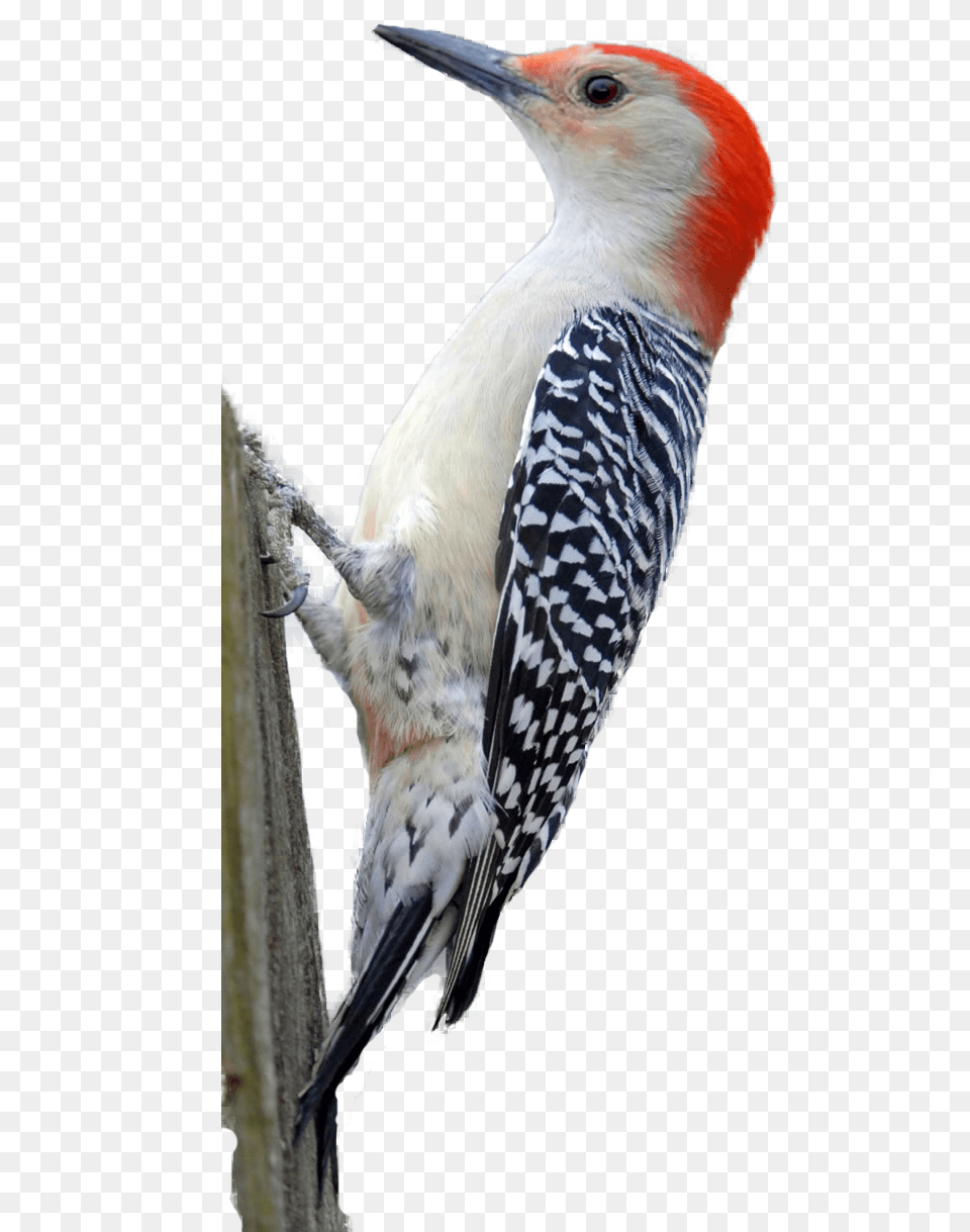 Woodpecker, Animal, Bird, Beak Png