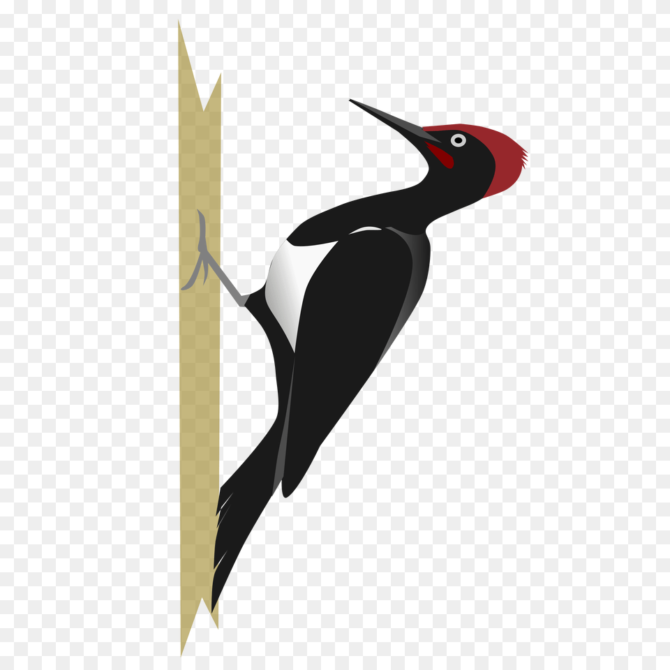 Woodpecker, Animal, Bird Free Transparent Png
