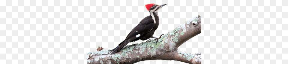 Woodpecker, Animal, Bird Free Png