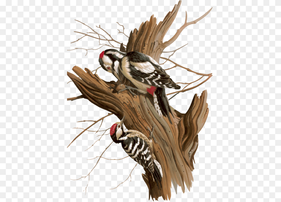 Woodpecker, Wood, Animal, Bird Free Png