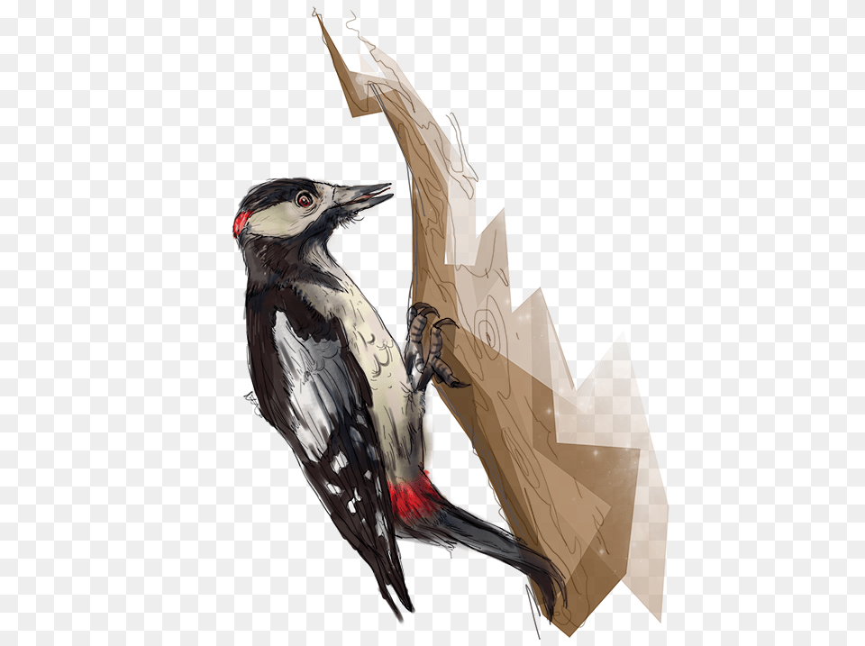 Woodpecker, Animal, Bird Png Image