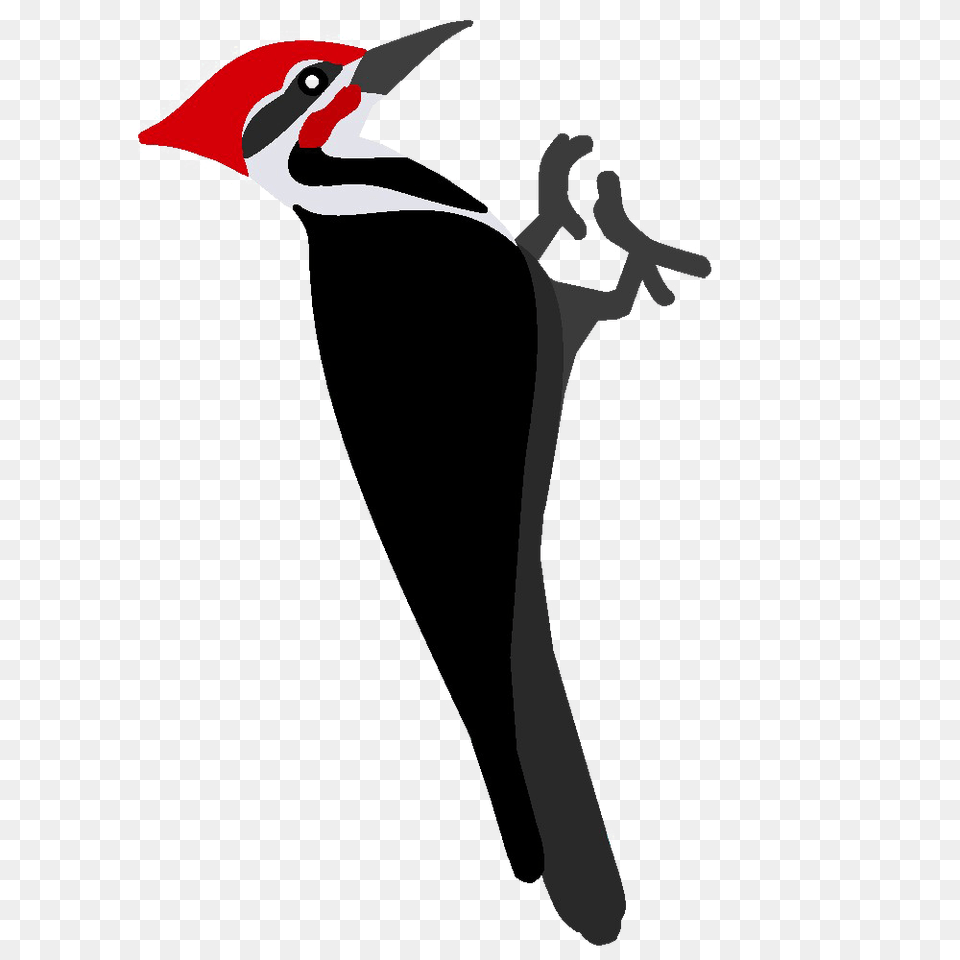Woodpecker, Animal, Bird Png